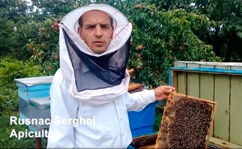 Prisăcarii moldoveni își salvează albinele pe cale naturală