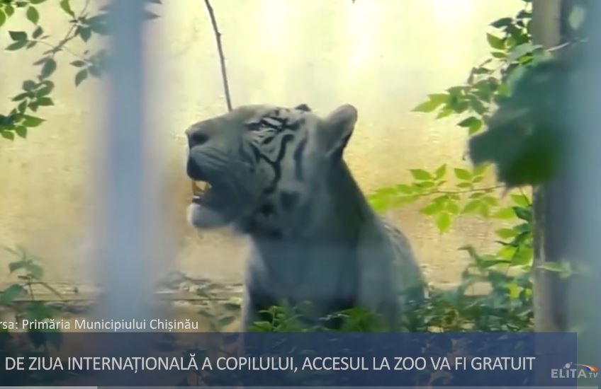 Acces gratuit pentru toți copiii la Grădina Zoologică din Chișinău, pe 1 iunie.