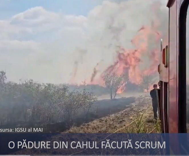Autoritățile, despre consecințele incendiului din pădurea de la Cahul și măsurile de intervenție.