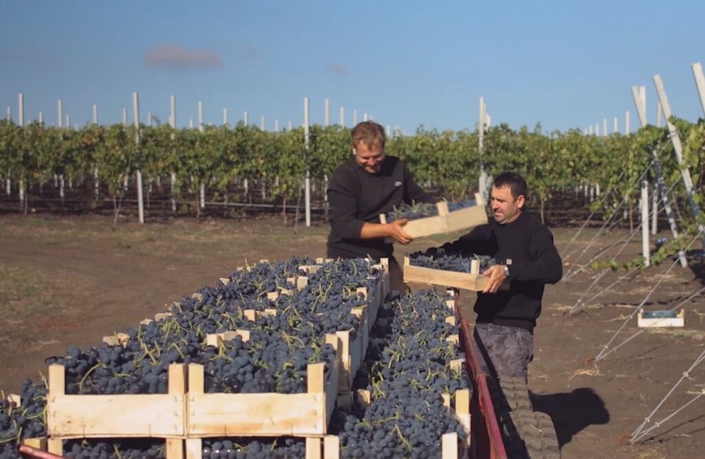 video: Fructele lor nu mai sunt doar marfă de export, ci un simbol al Moldovei care își găsește locul pe cea mai competitivă piață din lume.(P)